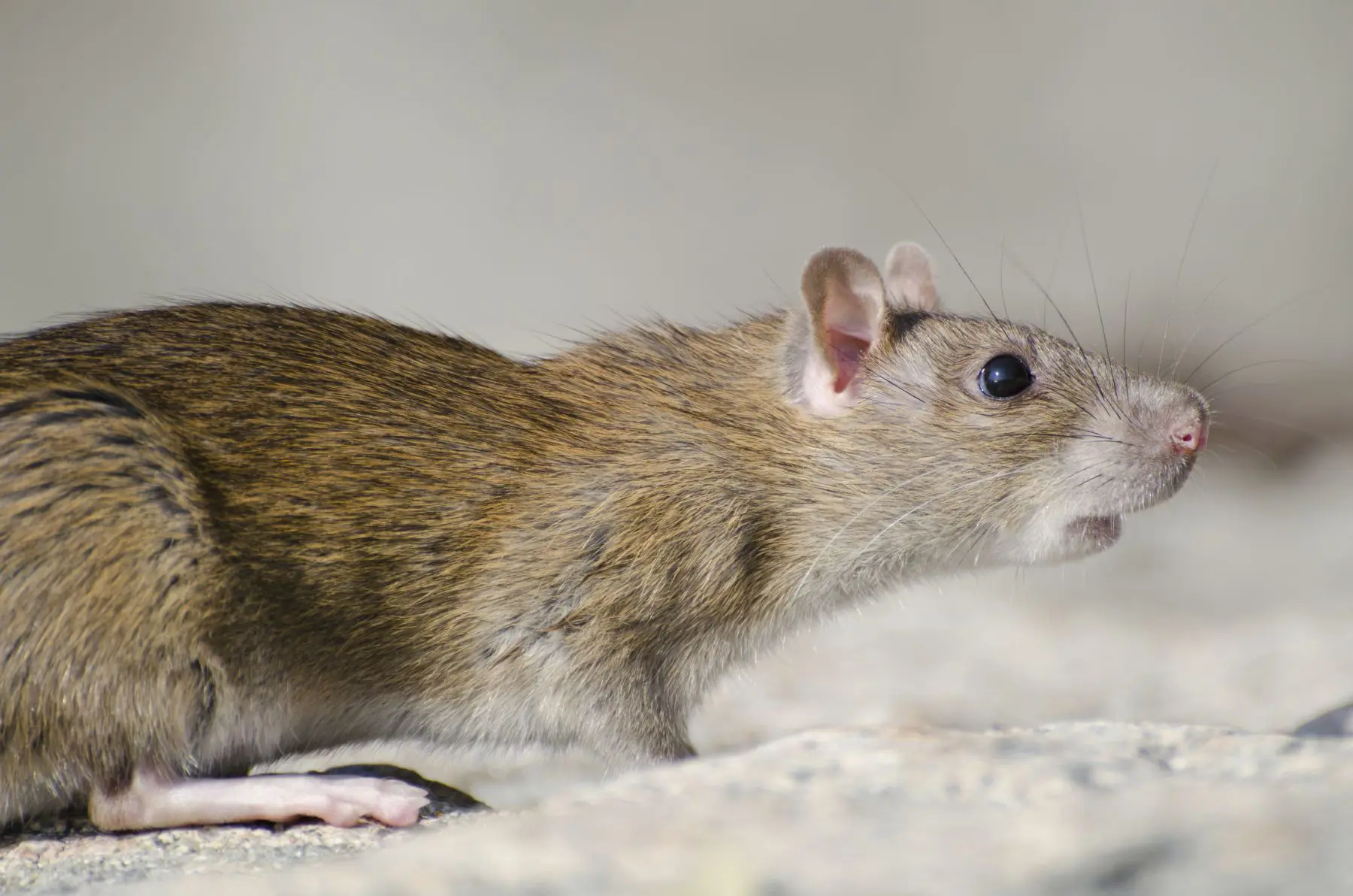 Walker's Termite & Pest Control