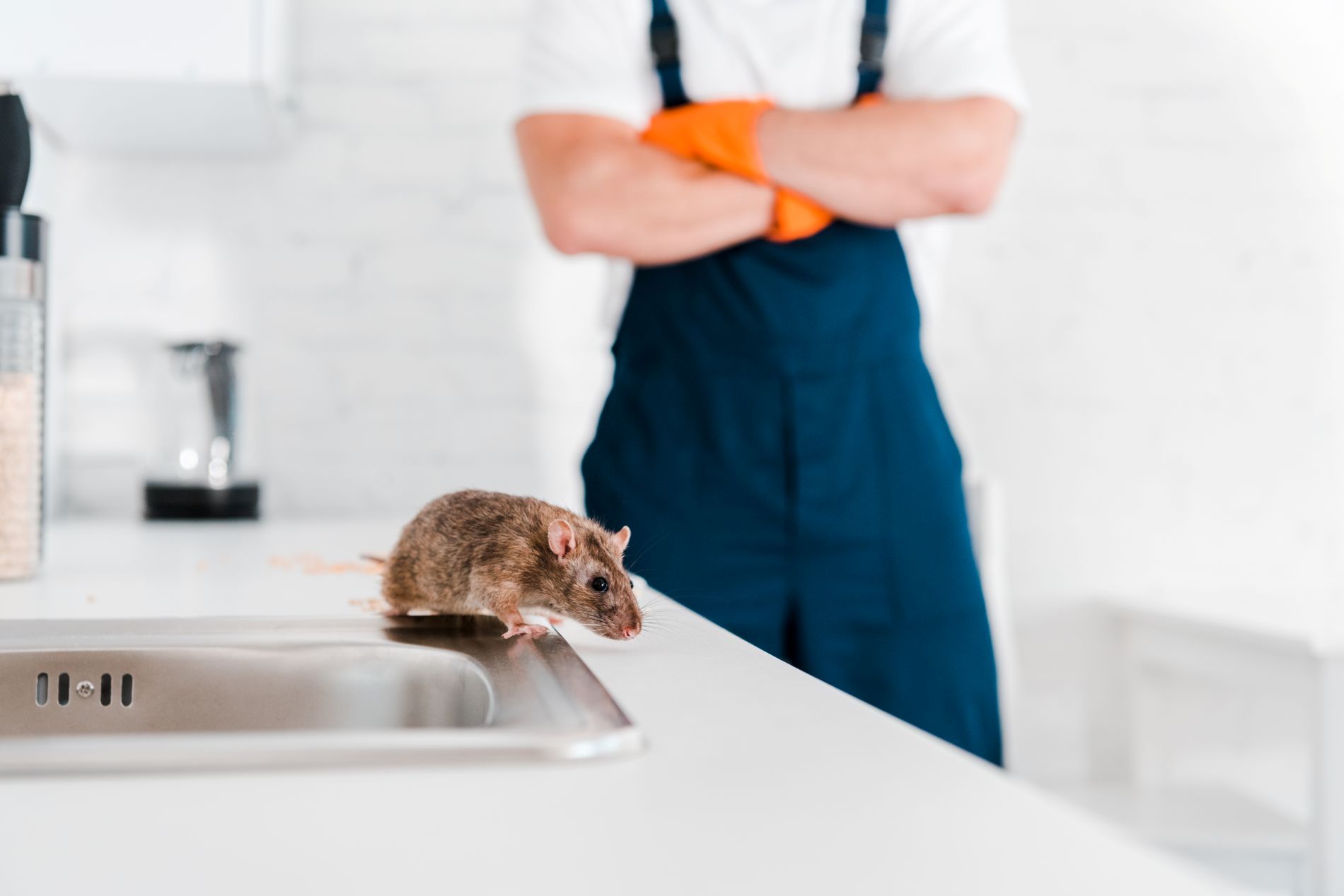 Termite Services with Walker's Termite & Pest Control
