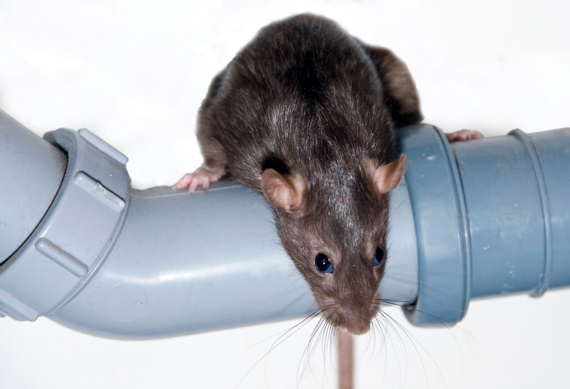 Termite Services with Walker's Termite & Pest Control