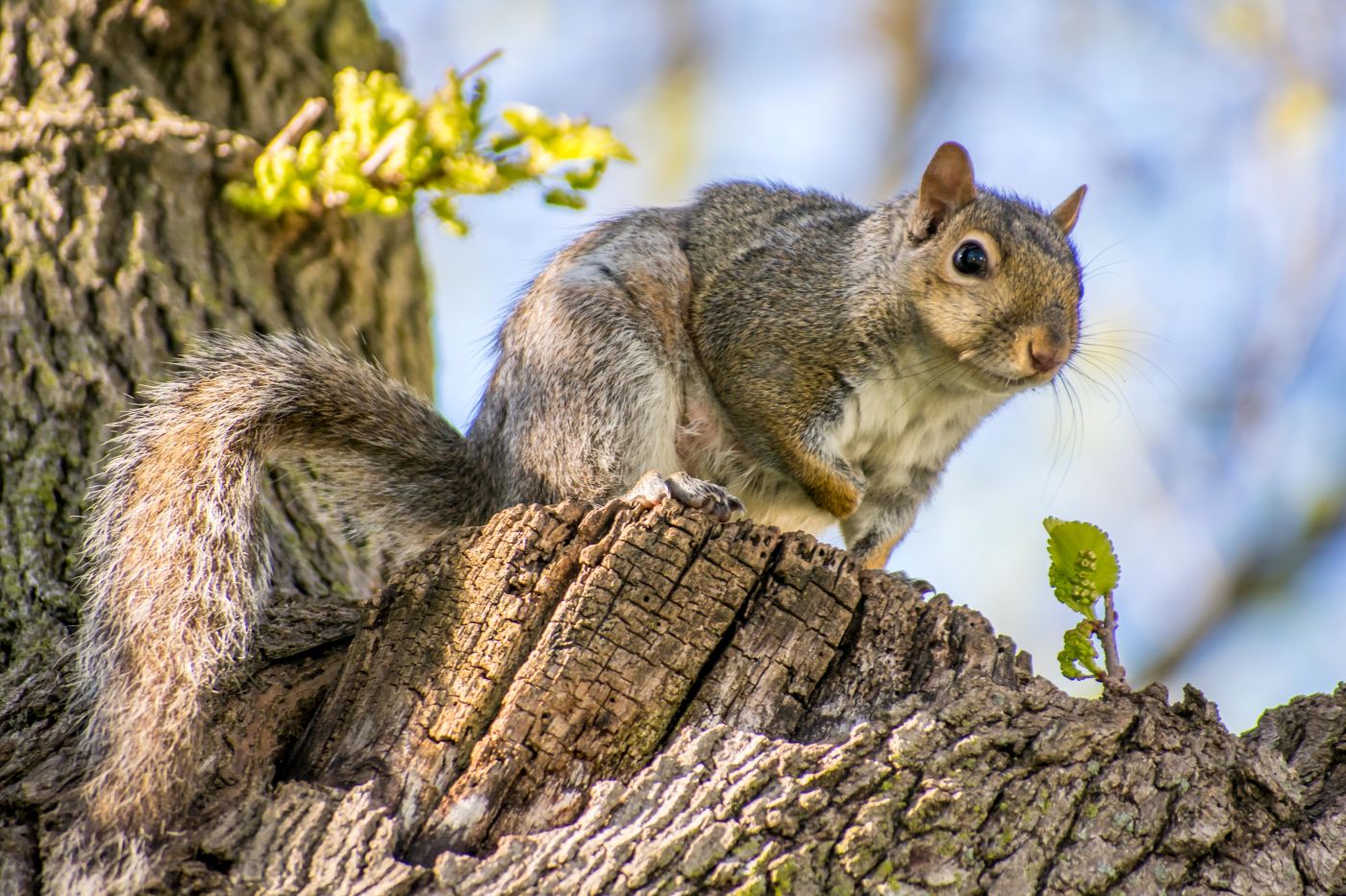 Pest Control Company